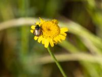 Gartenlaubkäfer auf gelber Blüte